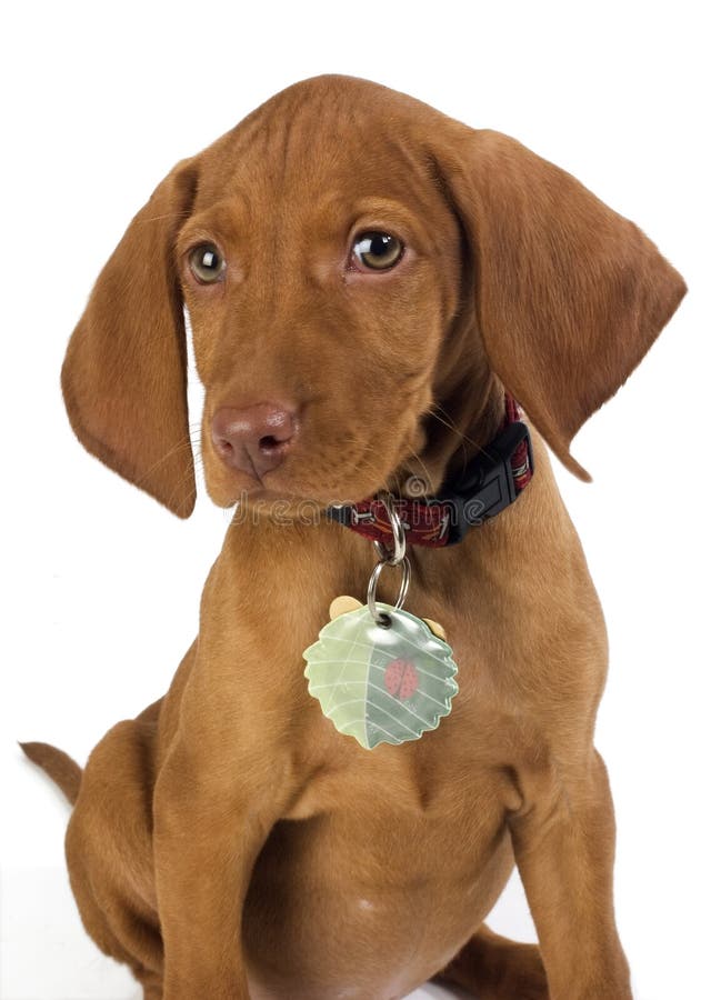 Puppy with white background