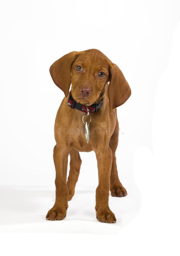 Puppy with white background