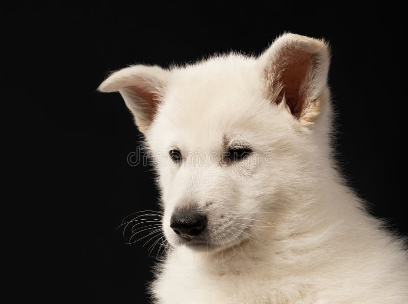 Puppy of the White Sheepdog with a Bow on a Neck Stock Image Image of small, sits 22773497