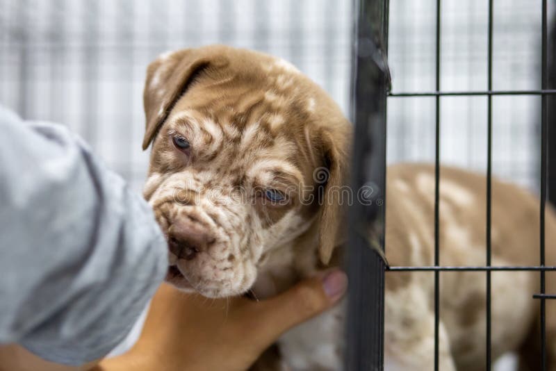 A puppy with a wrinkled face Pitbull, poor, fat, lying in a cage. Cute face wants to come out for a run for sale Waiting for