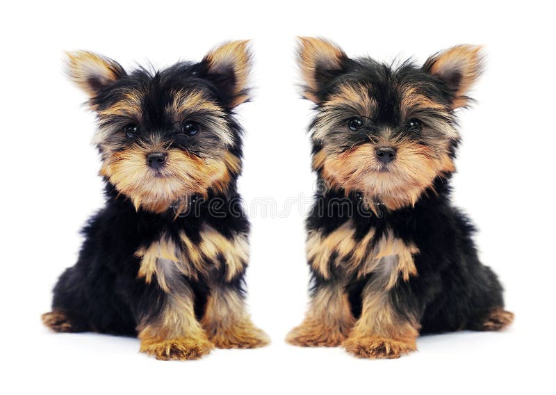 Puppy of the Yorkshire Terrier on the white background