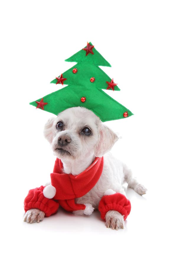 Puppyhond die Kerstboomhoed dragen royalty-vrije stock fotografie Puppyhond die Kerstboomhoed dragen royalty-vrije stock fotografie