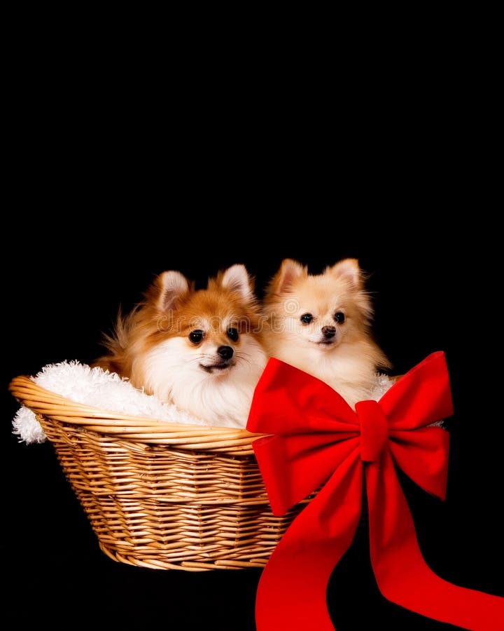 Pups in a Basket