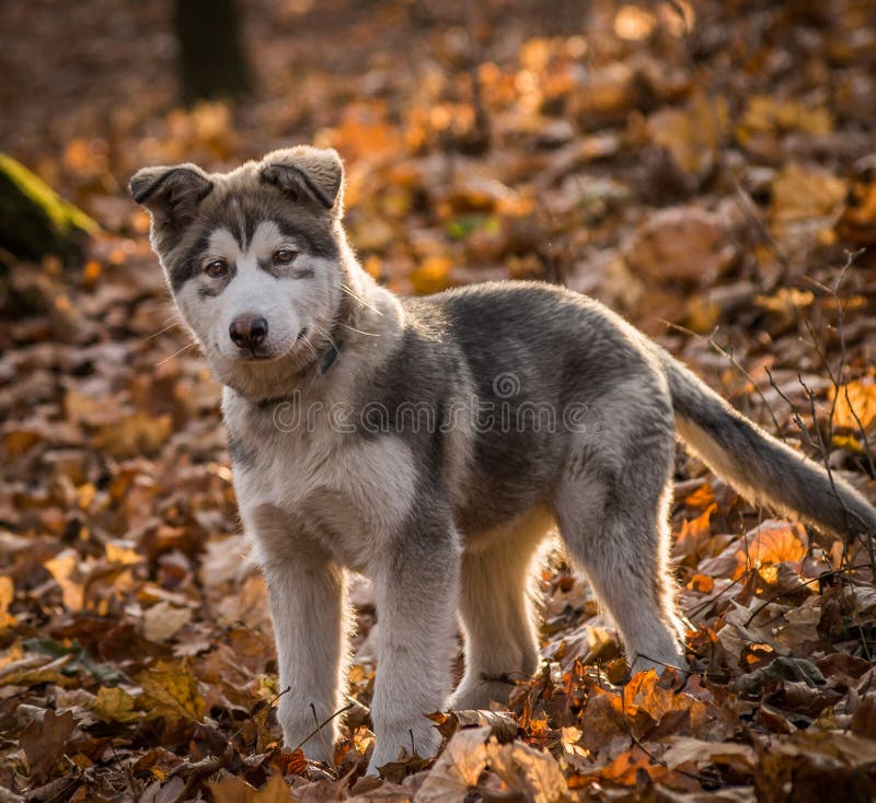 Pupy Alaskiego Malamute Canis lupus familiaris męscy zdjęcia stock Pupy Alaskiego Malamute Canis lupus familiaris męscy zdjęcia stock