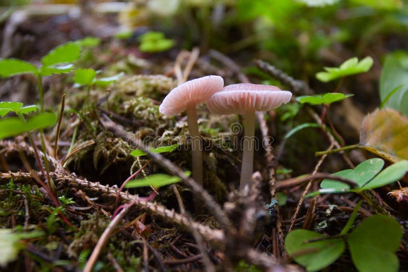 Lilac Mycena fungi in leaf litter - Mycena pura. Lilac Mycena fungi in leaf litter - Mycena pura