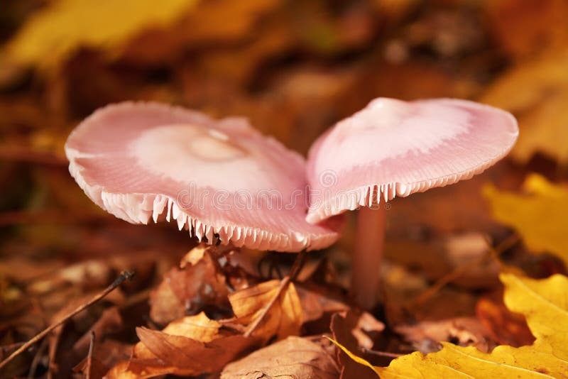 Mycena pura mushrooms, commonly known as the lilac bonnet. Mycena pura mushrooms, commonly known as the lilac bonnet