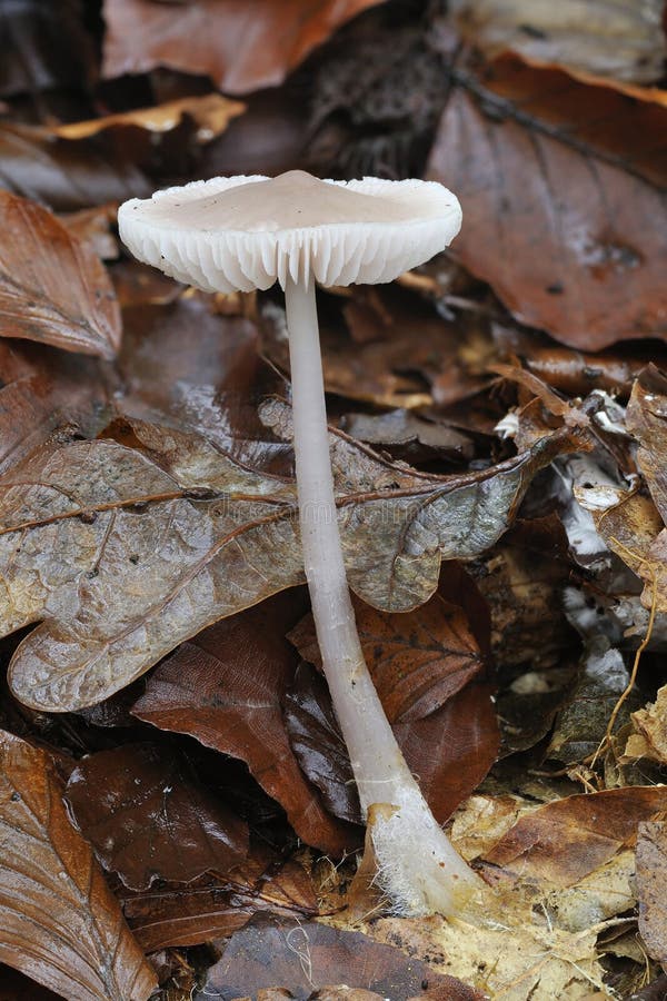 Lilac Mycena fungi in leaf litter - Mycena pura. Lilac Mycena fungi in leaf litter - Mycena pura