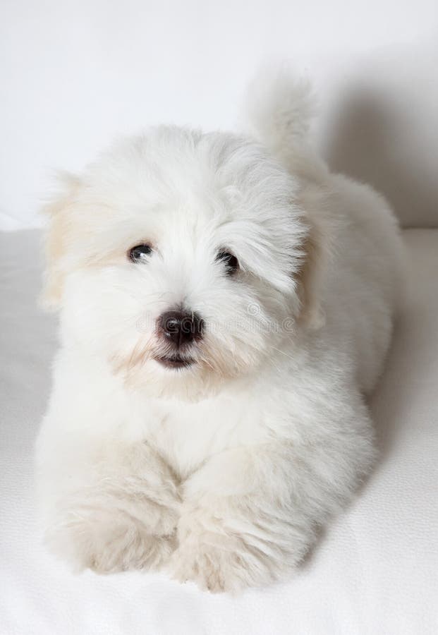 Pure Coton De TulÃ©ar Puppy Stock Photo Image of white, young 10591918