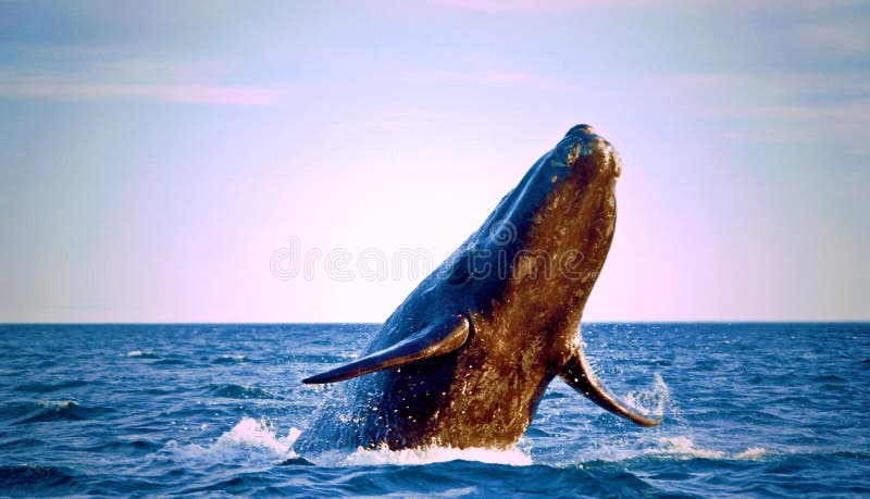 Pure Energy: Southern Right Whale in Atlantic Ocean, Patagonia