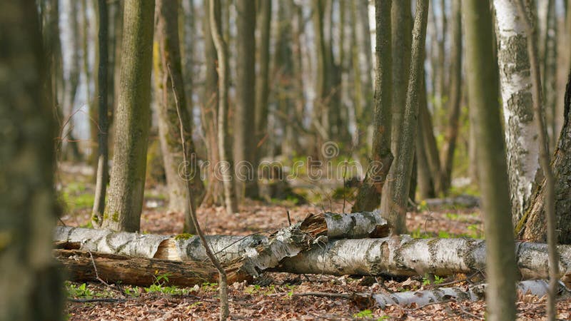 Pure green forest on a spring day. Relaxing nature. Warm spring day. Rack focus. royalty free stock photo