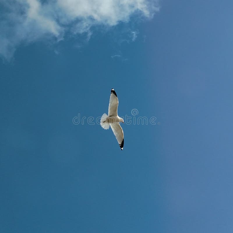 Pure Michigan Seagull Soaring. Seagull soaring over Walled Lake, in metro-Detroit Michigan. Captured March 2017 royalty free stock photos Pure Michigan Seagull Soaring. Seagull soaring over Walled Lake, in metro-Detroit Michigan. Captured March 2017 royalty free stock photos