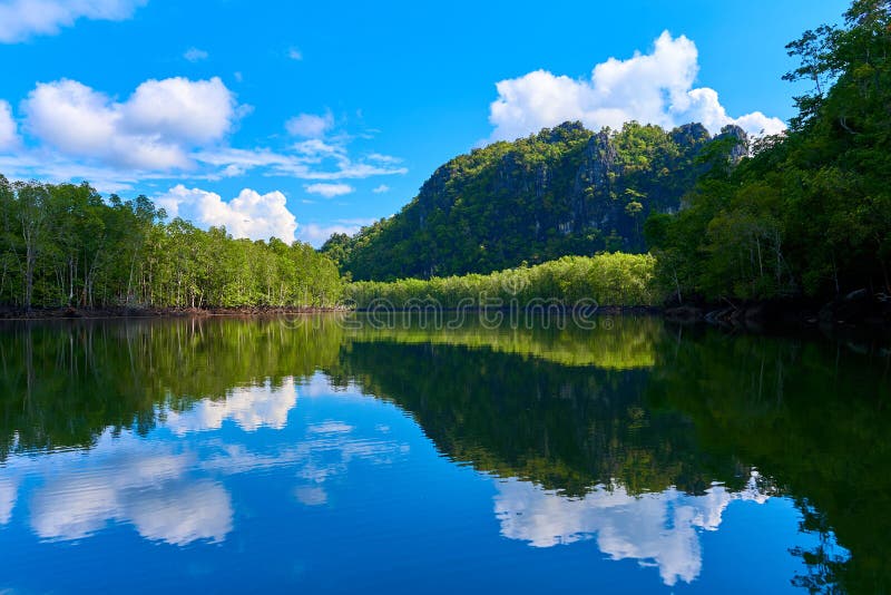 Nature Landscape River among Mangrove Forests Stock Photo - Image of hill, pure: 213028068