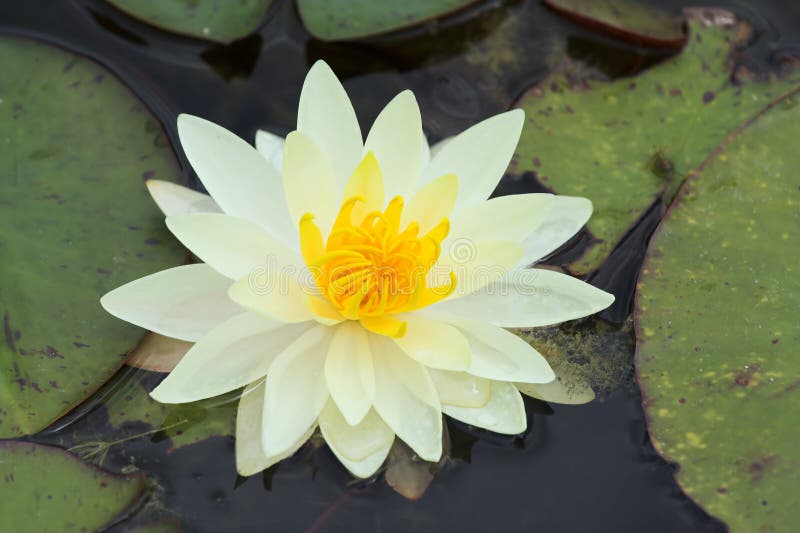 Pure white stock image. Image of peaceful, background, floral - 912175