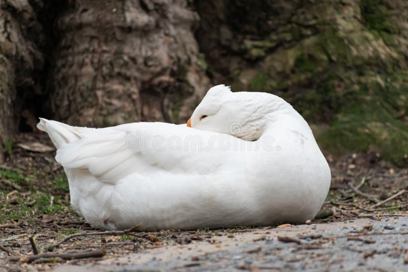 Pure white bird sleeping in the park. Soft white bird sleeping in the park. Natural wildlife in Maastricht city park royalty free stock images Pure white bird sleeping in the park. Soft white bird sleeping in the park. Natural wildlife in Maastricht city park royalty free stock images