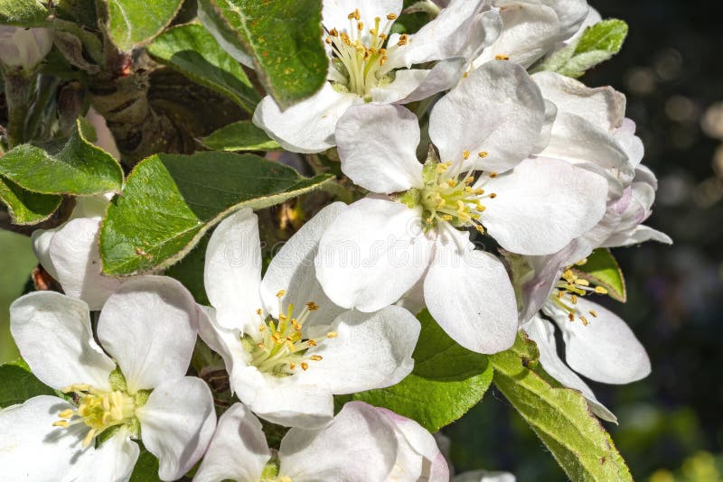 The Pure White Blossom of My Apple Tree Stock Image Image of natural