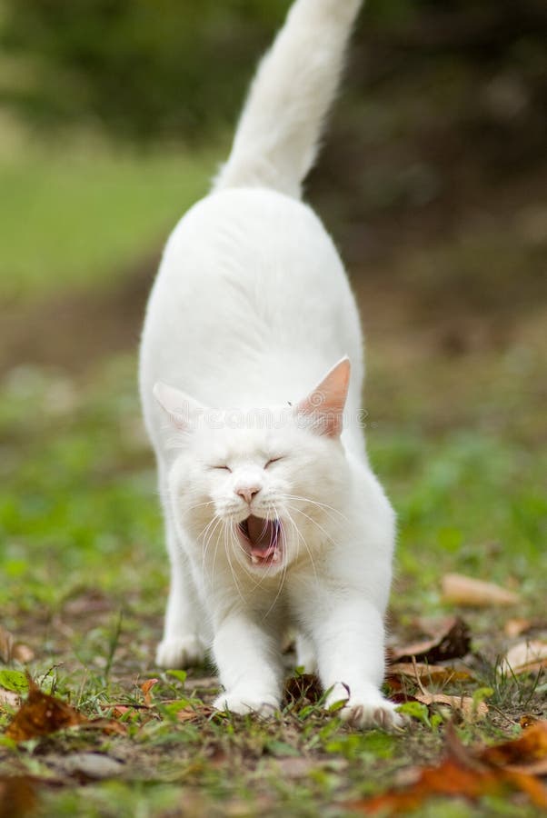 Pure white cat yawning stock photo. Image of cuddly, puss 7151334