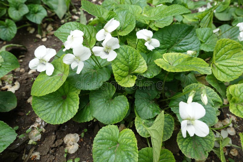 Pure White Flowers of Viola Sororia Albiflora in May Stock Photo