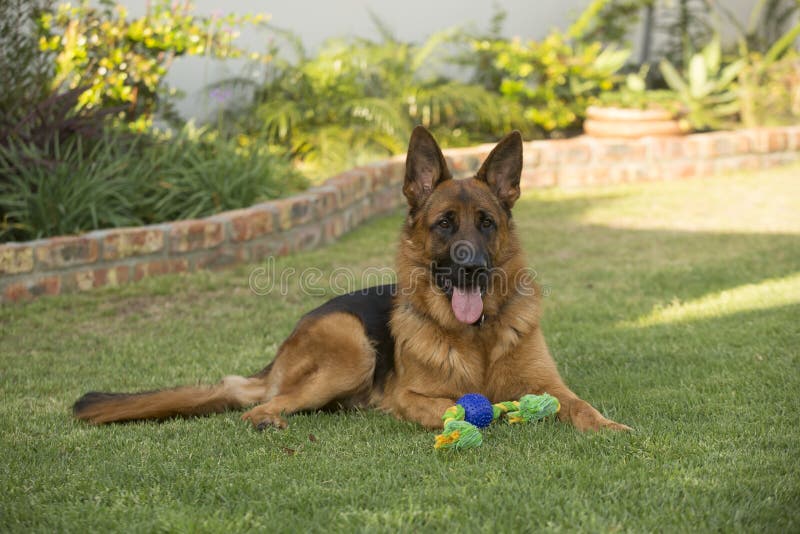 Purebred adult male German Shepherd Dog