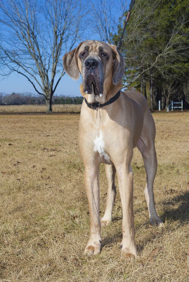 2,239 Great Tan Photos Free & RoyaltyFree Stock Photos from Dreamstime