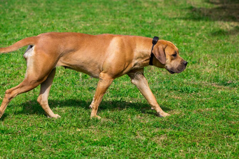 Purebred big brown South-African massive dog species Boerboel.