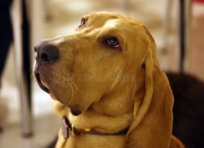 Purebred bloodhound 8 szczeniaka z uroczymi oczami starzy miesiące zdjęcie royalty free Purebred bloodhound 8 szczeniaka z uroczymi oczami starzy miesiące zdjęcie royalty free