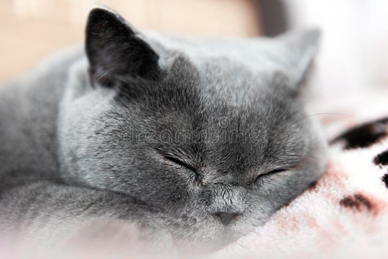 Purebred British Shorthair Cat Sleeping on Bed Stock Image Image of