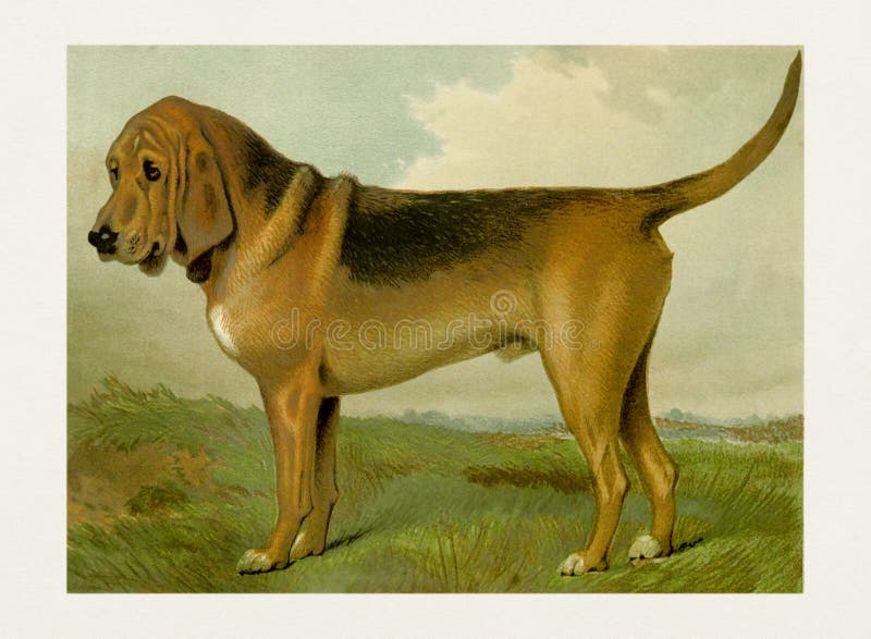 Dog Breeds Set Giant And Large Size Stock Illustration - Download Image Now  - Dog, Scale, Bloodhound - iStock