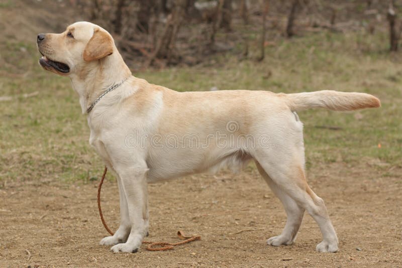 Purebred fawn dog Labrador Retriever. Beautiful purebred fawn dog Labrador Retriever standing in the show position sideways stock image Purebred fawn dog Labrador Retriever. Beautiful purebred fawn dog Labrador Retriever standing in the show position sideways stock image