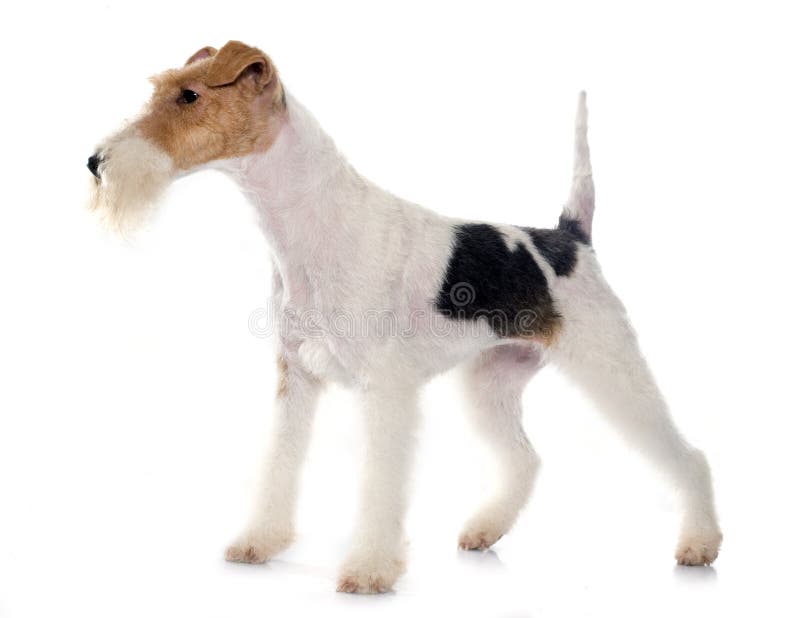 Purebred fox terrier royalty free stock photo