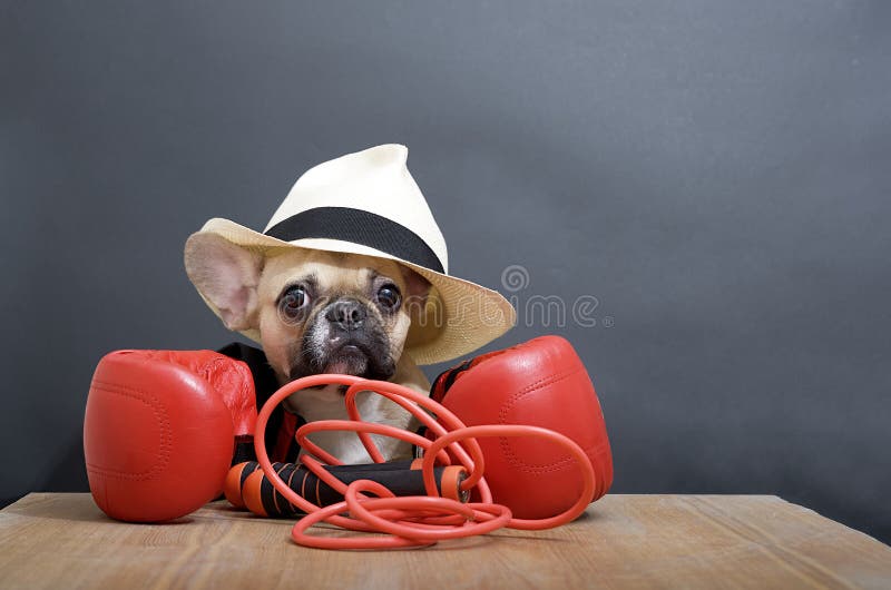 Cool Standing Pug Dog Boxer Punching With Red Leather Boxing