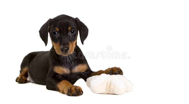 Purebred German Pinscher puppy with toy