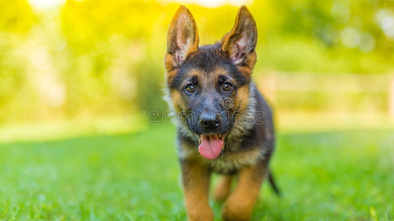 Purebred German Shepherd puppy in green grass