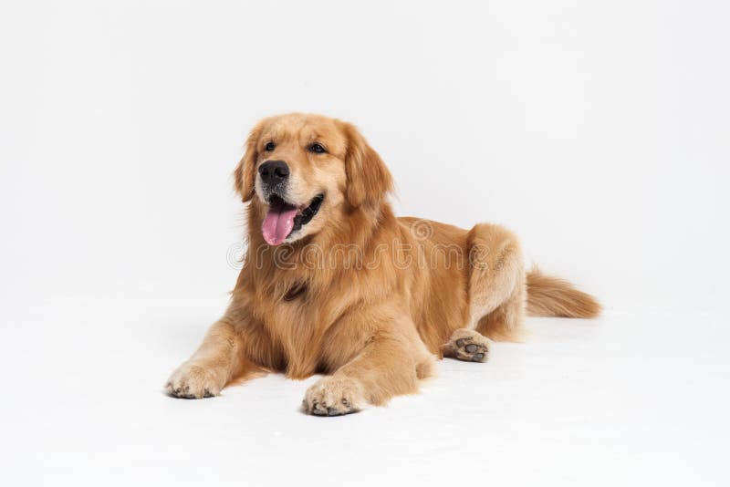 Purebred golden retriever kłaść puszek obraz stock Purebred golden retriever kłaść puszek obraz stock