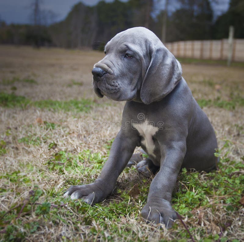 Purebred Great Dane puppy stock image Image of gray 88423881