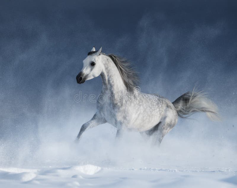 Purebred grey arabian horse galloping during a blizzard royalty free stock image