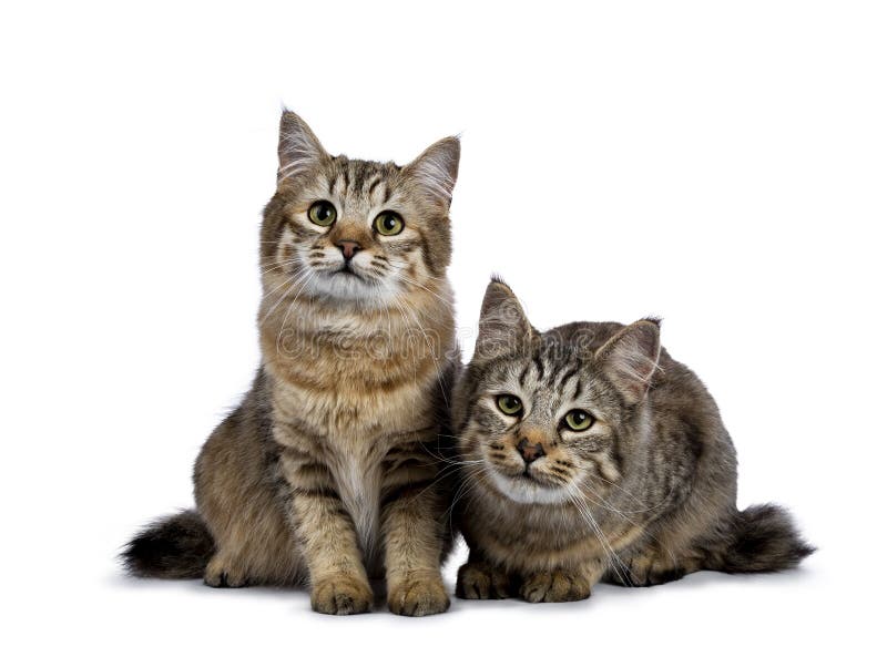 Duo of two Pixie Bob cat kittens sitting straight up and laying down isolated on white background and facing camera