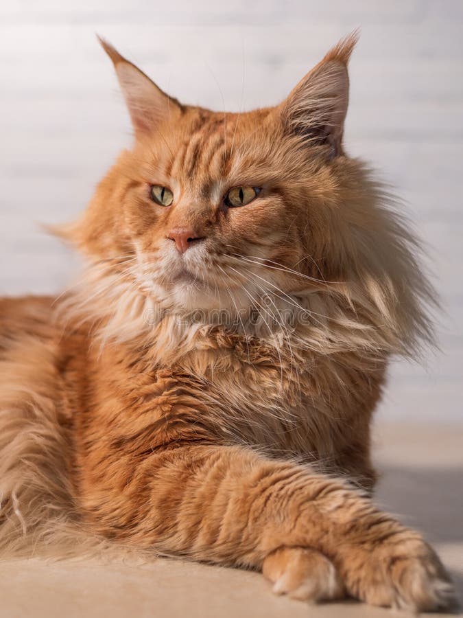 persoon resultaat Victor Purebred Red Maine Coon Cat Lying on the Floor at Home Stock Image - Image  of interior, coon: 175826633