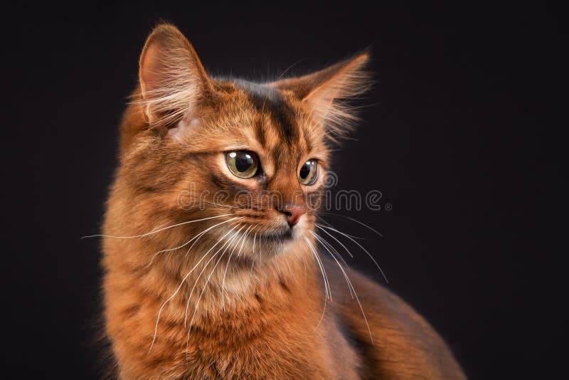 Somali Cat Stock Illustrations, Cliparts and Royalty Free Somali