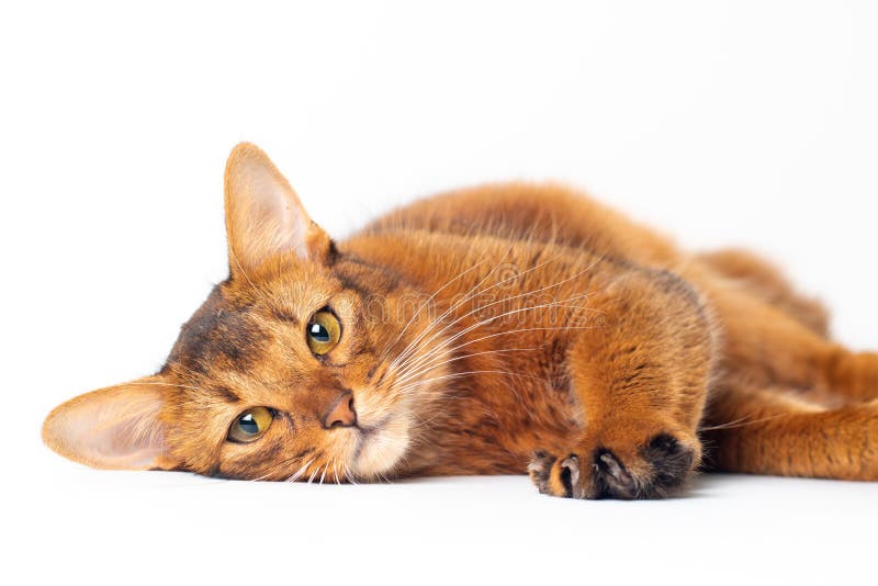 Somali cat ruddy color on white background