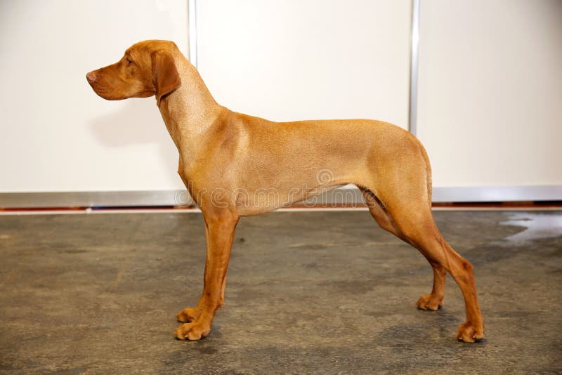 Purebred vizsla hungarian kieł przeciw biel ściany tłu obrazy royalty free Purebred vizsla hungarian kieł przeciw biel ściany tłu obrazy royalty free