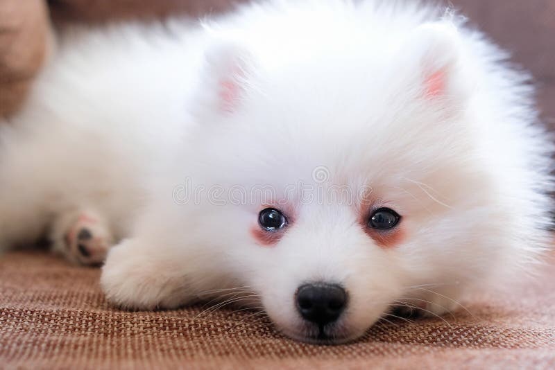 A Japanese Spitz Puppy Lies On A Brown Sofa Dog With White Fur Stock Image Image Of Charming White