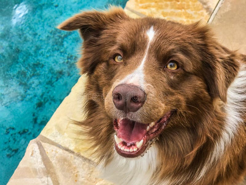 Brown And White Border Collie Stock Image Image of brown