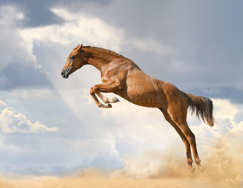 1,809 Wild Horse Jumping Stock Photos Free & RoyaltyFree Stock