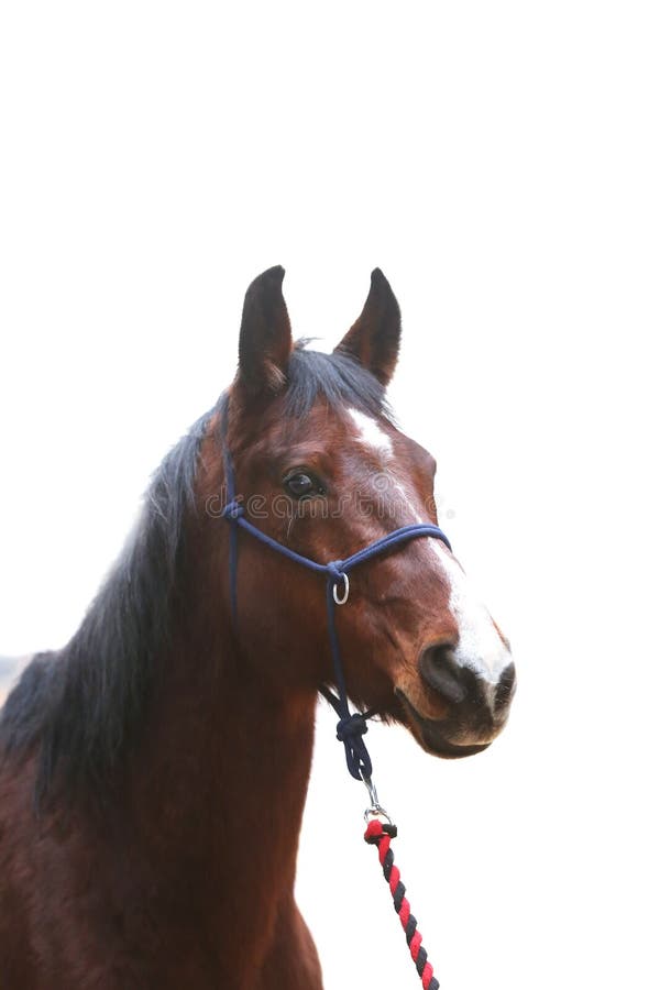 Purebred young horse mare pose on white background