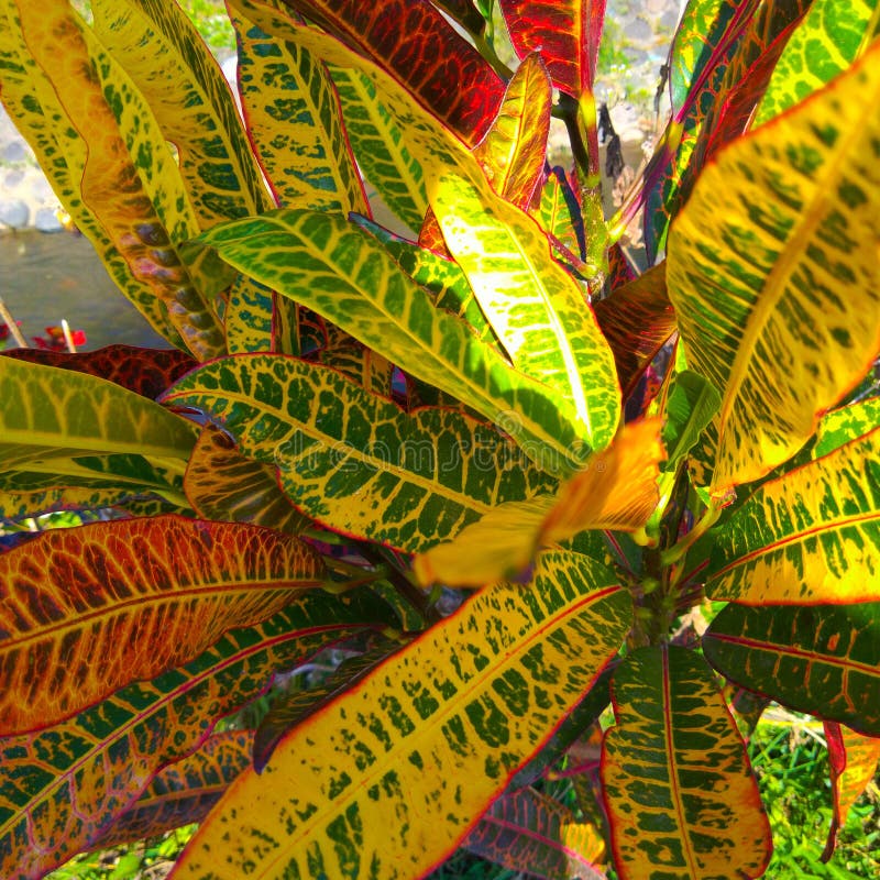 download croton seadiver download croton seadiver