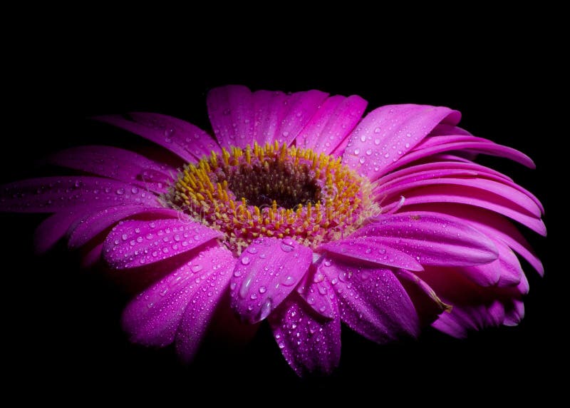 Purper gerbermadeliefje royalty-vrije stock afbeeldingen Purper gerbermadeliefje royalty-vrije stock afbeeldingen