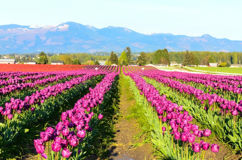 Purper rood wit tulpengebied royalty-vrije stock afbeeldingen Purper rood wit tulpengebied royalty-vrije stock afbeeldingen