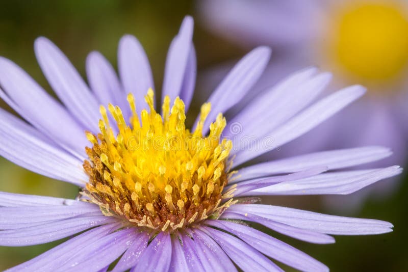 Purpere Aster royalty-vrije stock fotografie Purpere Aster royalty-vrije stock fotografie