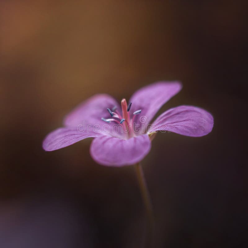 Purpere bloem op zonsondergangachtergrond Weidegeranium, of weide kraan-rekening Close-up, macro, zijaanzicht op bruine achtergro stock fotografie Purpere bloem op zonsondergangachtergrond Weidegeranium, of weide kraan-rekening Close-up, macro, zijaanzicht op bruine achtergro stock fotografie