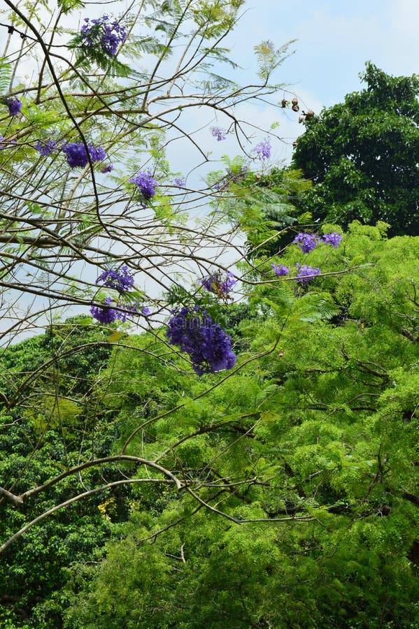 Purpere bloesem en bomen bij de Botanische Tuinen van Singapore stock fotografie Purpere bloesem en bomen bij de Botanische Tuinen van Singapore stock fotografie